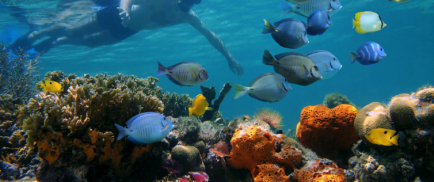 boi-bahamas-snorkeling-2000x1250-75