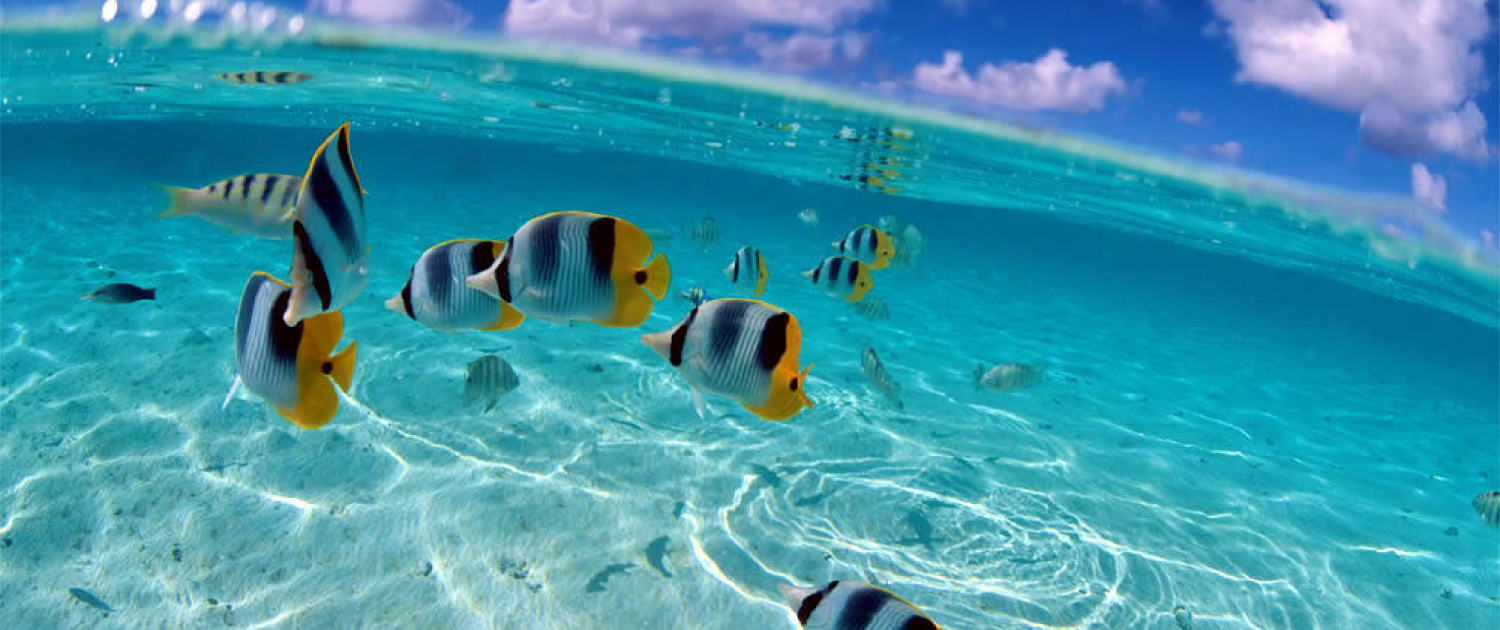 snorkelling-in-old-bahama-bay-2000x1500-28